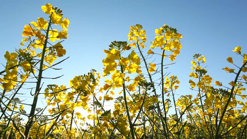 Rape seed field flowering pan left and right