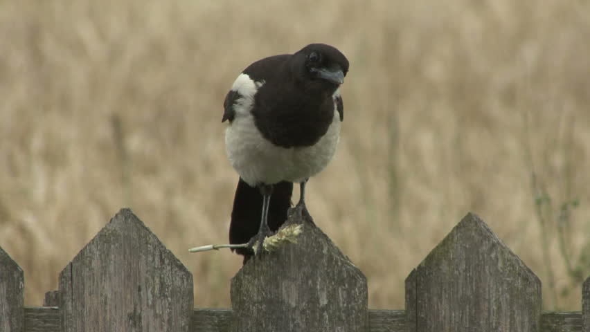 Colour mutation - brown Magpie 2. HD.
