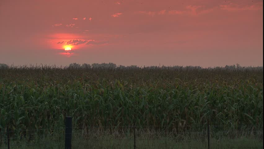 Cornfield in Iowa