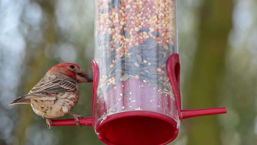 Birds eat seeds, vie for place at outdoor garden feeder. 1080p 