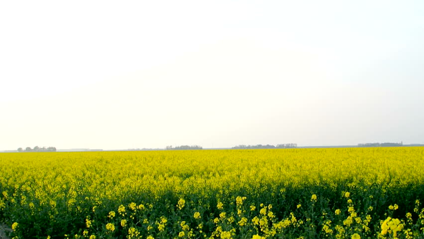 Field of blossoming yellow Canola or Rapeseed on a windy day.