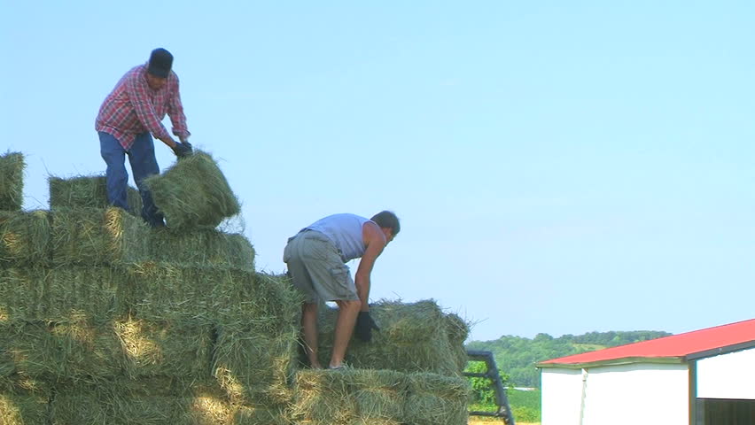 Farmers Loading Hay 