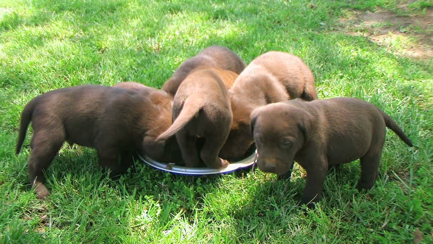Lab Puppies Compete for Food 