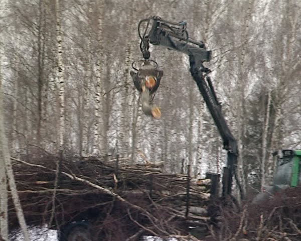 tractor with crane unload tree branches from trailer. timber industry. material for bio fuel production.
