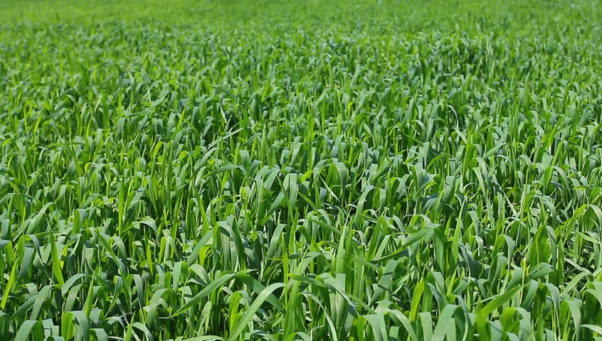 Green wheat field