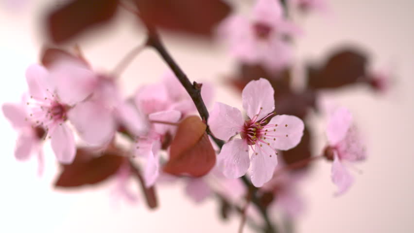 Water drops hitting pink cherry blossom shooting with high speed camera, phantom flex.