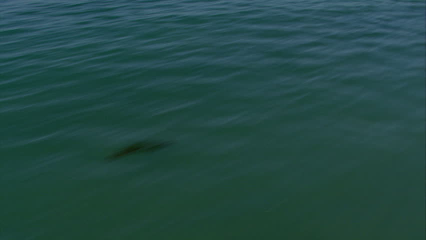 Low-flying shot over the blue-green waves of the Pacific, tilt up to reveal horizon circa 2009