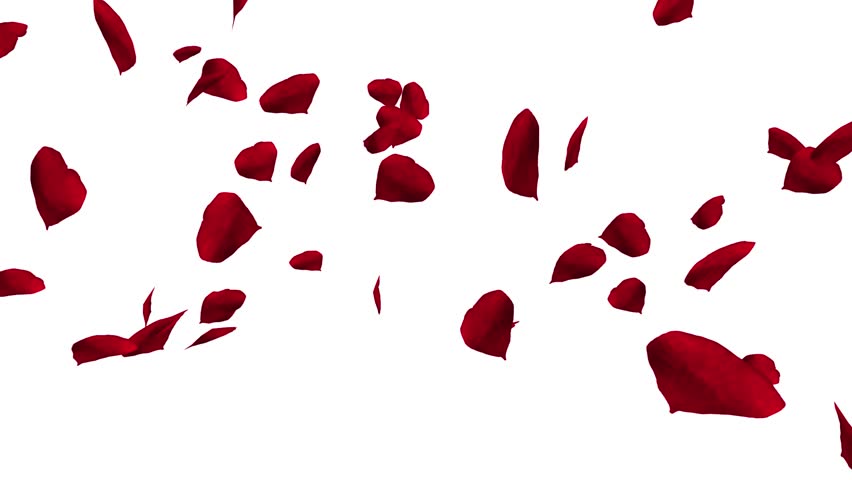 Rose Petals Falling In Slow Motion Stock Footage Video 2347895