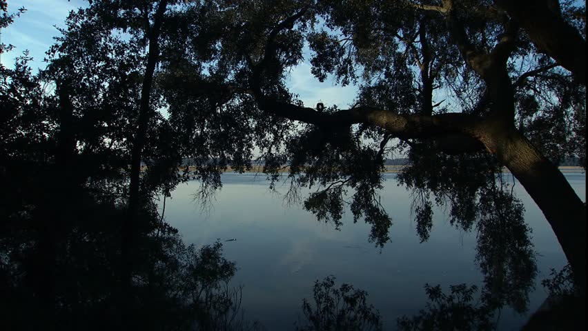 Waterway through trees