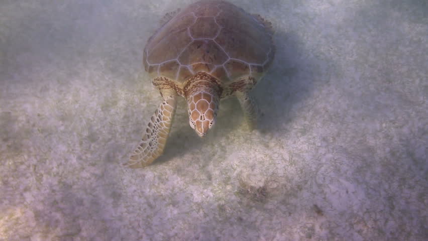 the loggerhead turtle filmed underwater in mexico