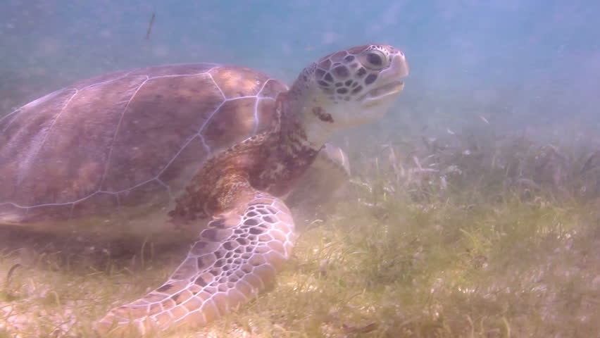 the loggerhead turtle filmed underwater in mexico