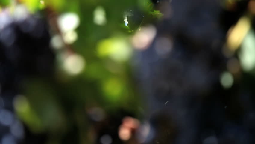 From soft focus to sharp focus Concord grapes growing on a vine