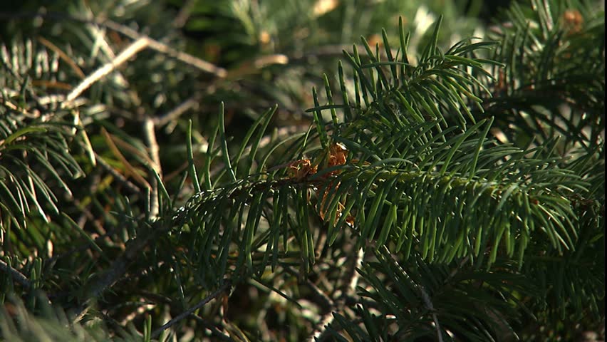 new growth on Douglas fir
