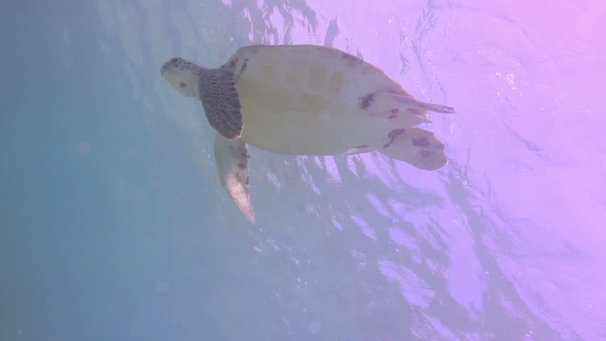 the loggerhead turtle filmed underwater in mexico