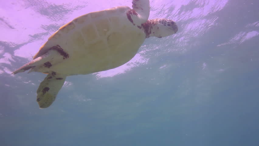 the loggerhead turtle filmed underwater in mexico