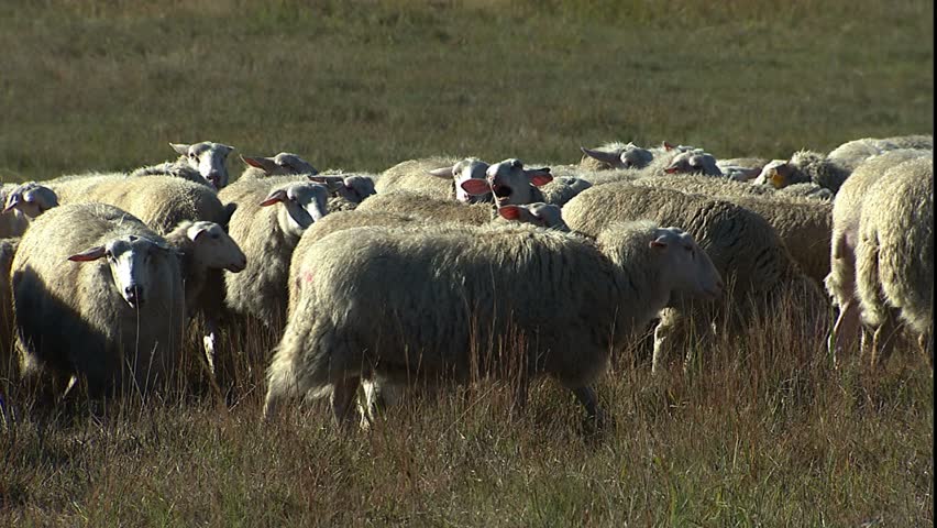 Great Pyrenees guard dogs with sheep