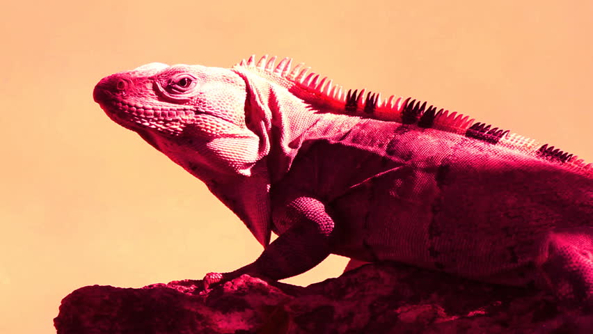 a shot of an iguana in mexico