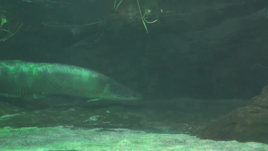 Arapaima Gigas fish swimming. 