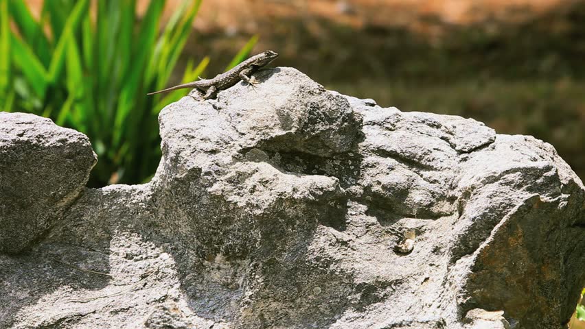 lizard sunning itself on a rock