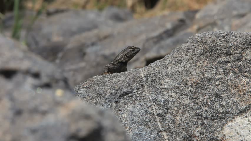 lizard on a granite rock