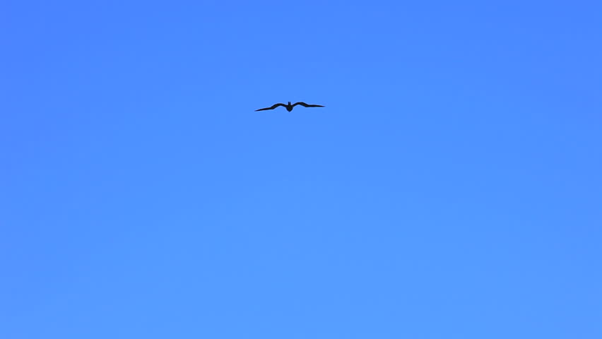 A single bird flying in the blue sky.