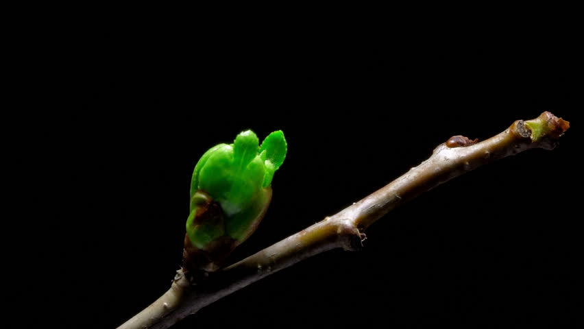Time-lapse cherry flowers bud growing - isolated on black background.
