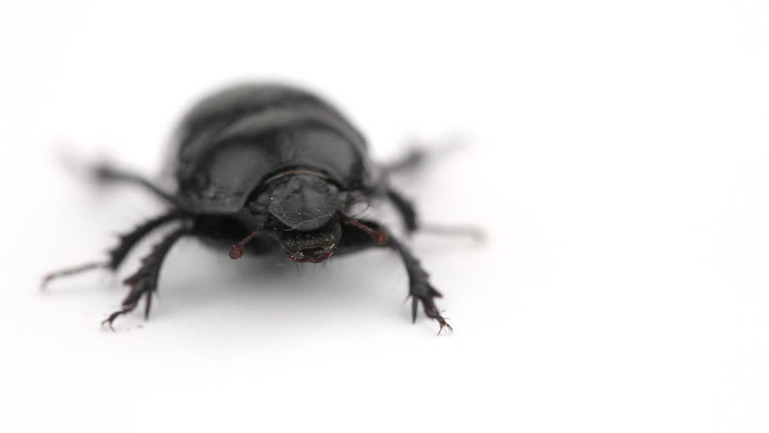 Dung beetle (Geotrupes stercorarius) over white background