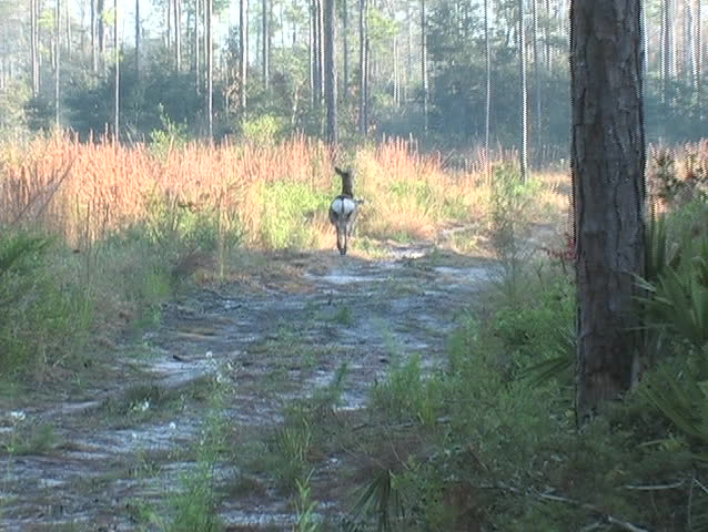 A sika doe prances away when she is spooked.
