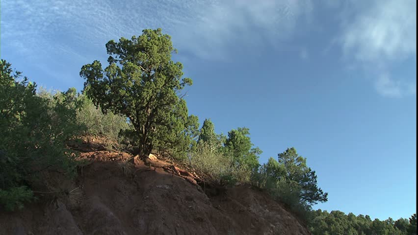 Junipers and blue sky, this is a simple juniper scenic with blue sky and puffy clouds with light and shadow at play
