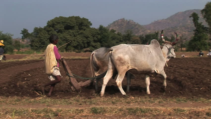 GHANERO, INDIA - CIRCA NOVEMBER 2007: India farmer cattle plowing in fields.