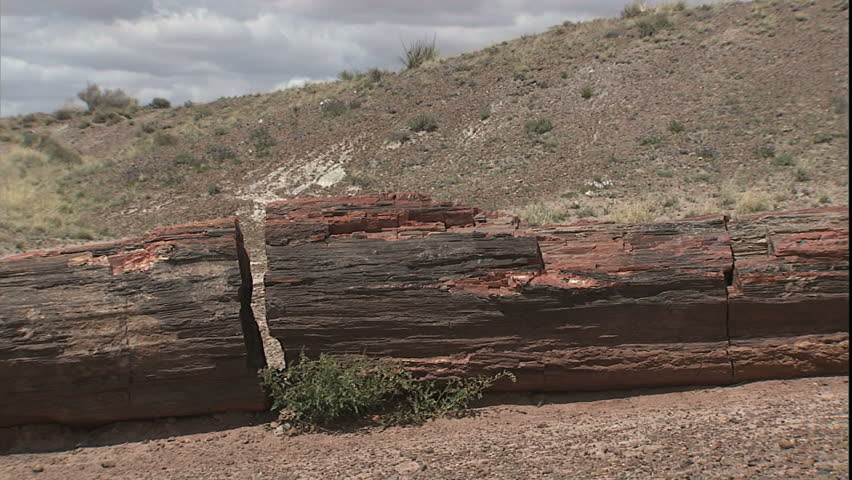 pan down length of huge broken petrified log broken into 6 pieces laying in sand