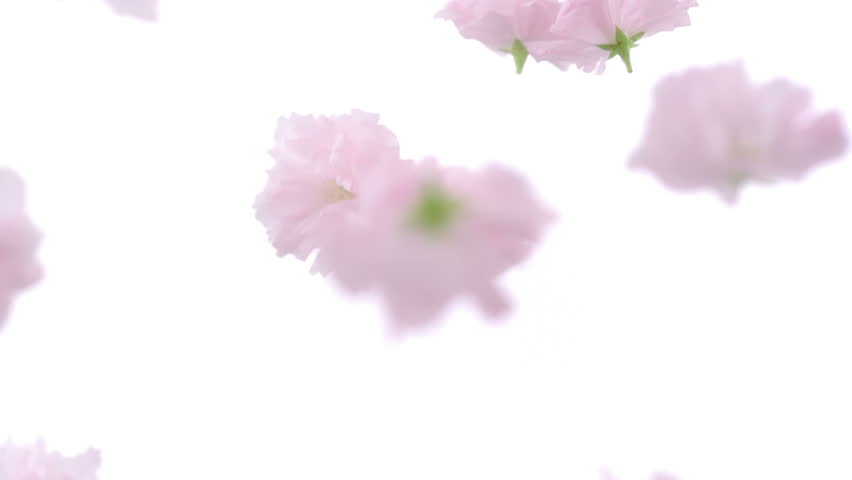Cherry blossom flowers falling shooting with high speed camera, phantom flex.