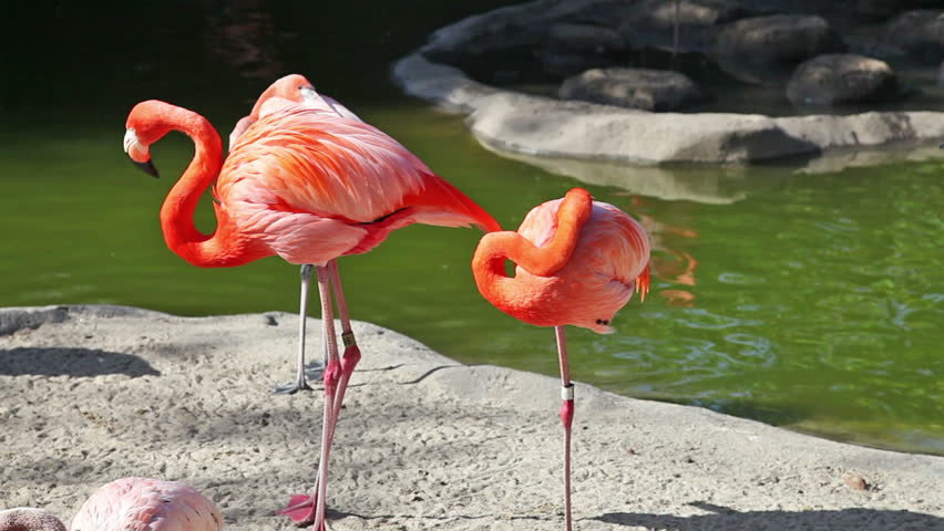 Pink flamingo cleaning feathers in zoo
