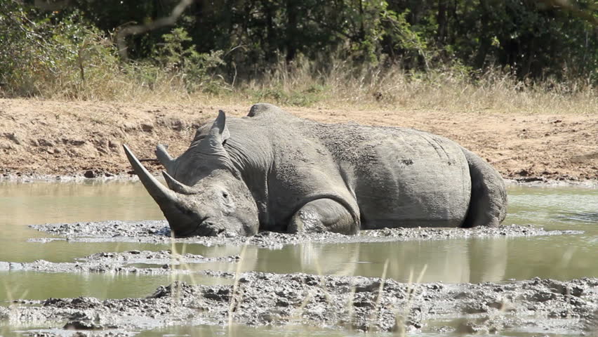 Adult white rhino lying in the mud