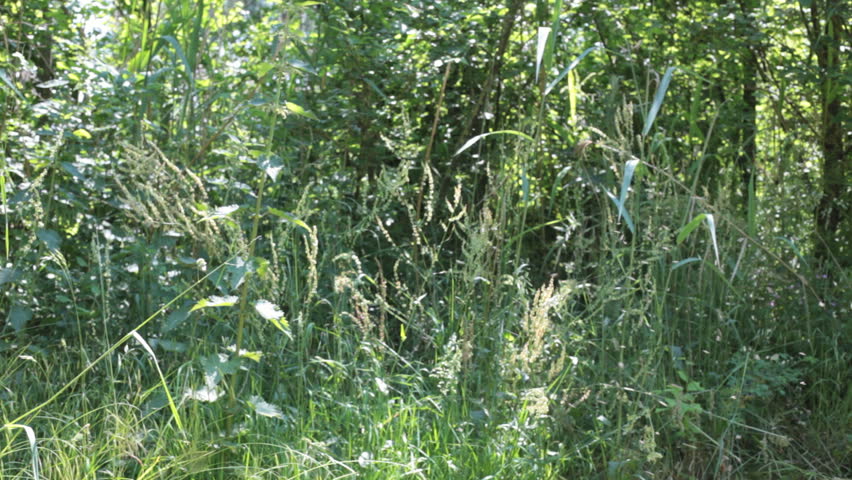 swarm of mosquitoes buzzing in nature