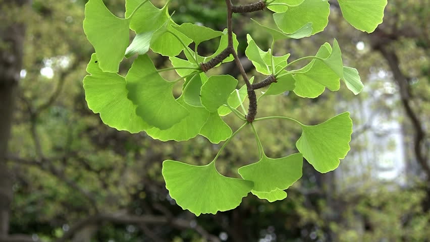 Ginkgo Biloba leaves, used in traditional Chinese medicine and as a memory-boosting supplement