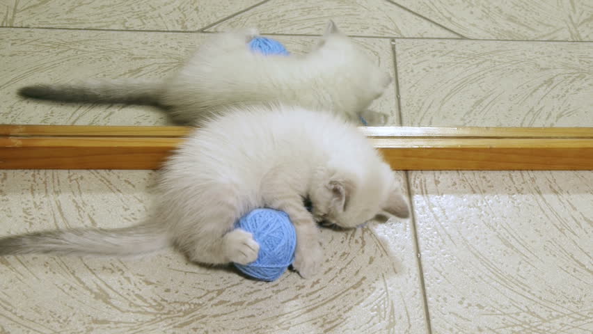 Kitten Yarn Ball Mirror (HD)  Blue eyed one month old Siamese blue point kitten playing with a yarn ball reflected image as background. 