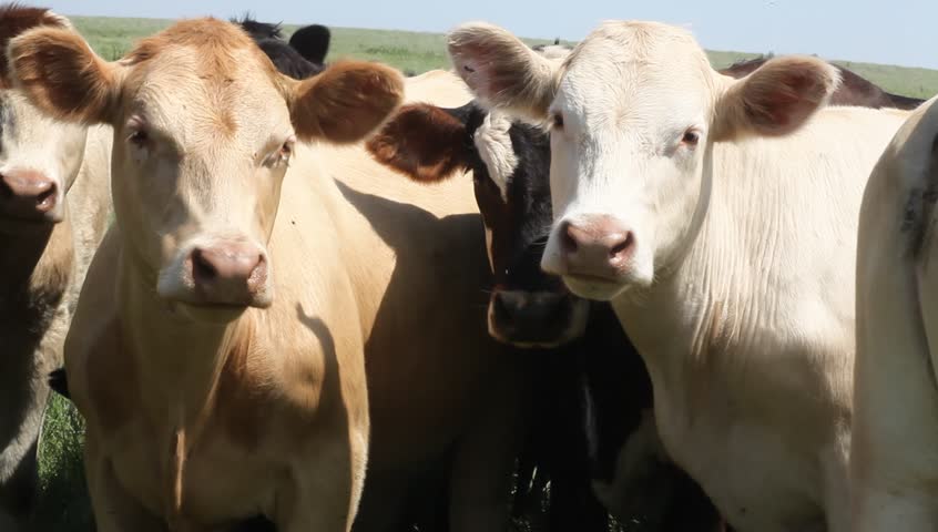 Bovine presentation. Cows lounging on grassy field in mid Kansas.
