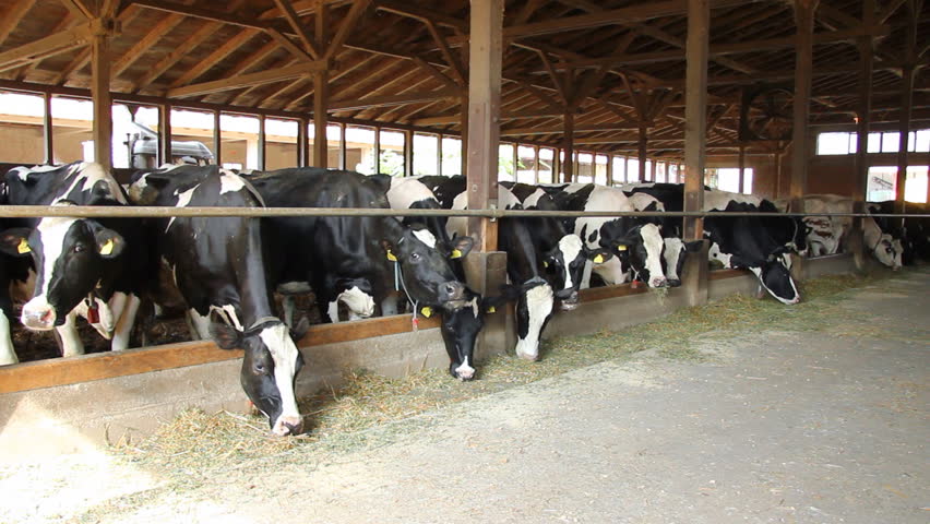 Holstein Cows on Farm