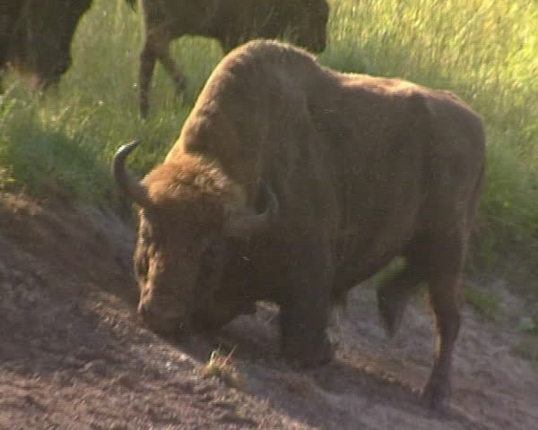 Bison scratching wallows on side. Vanishing protected animal in IUCN Red List book.