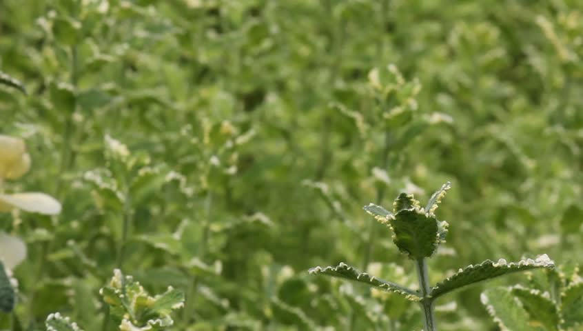 Apple mint field