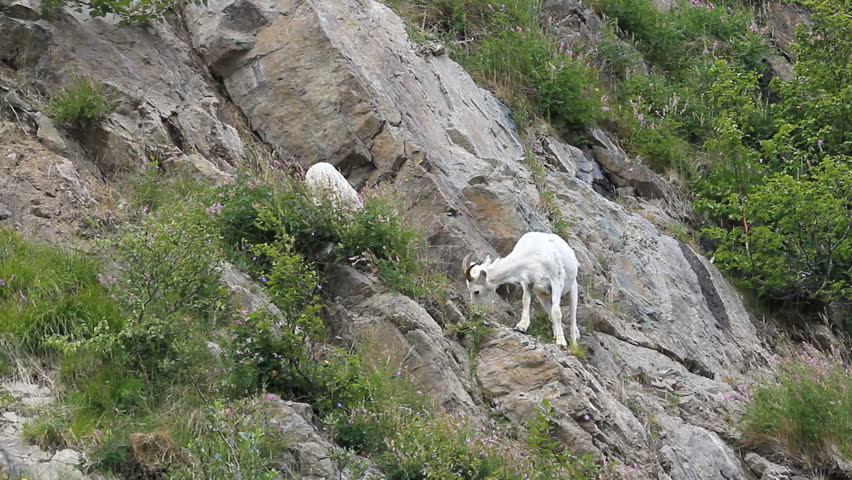 Dall sheep, female mother ewe on steep rocky mountain cliff and ledges near Anchorage Alaska.