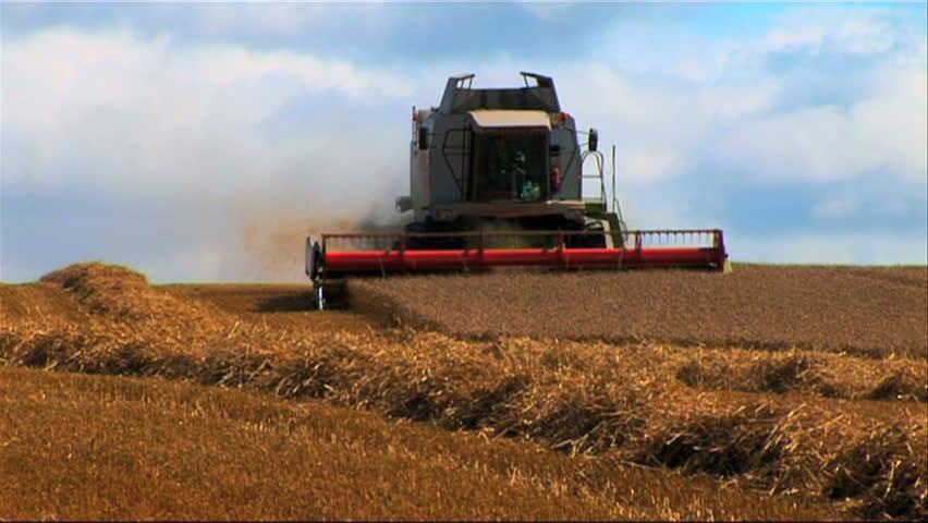 Ripened wheat being gathered by combine harvester