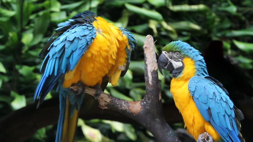 Parrots, close-up, portrait