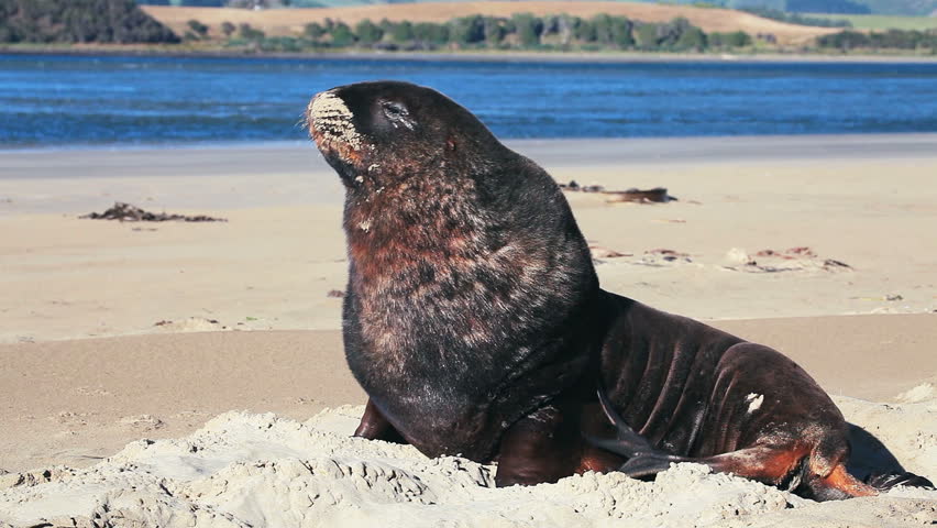 New Zealand sea lion woke up and yawns in the morning on the shore