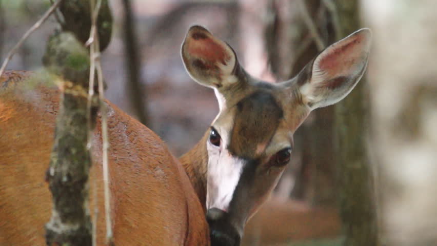 Whitetail Deer pregnant female, Whitetail Deer (Odocoileus virginianus) in Georgia, Slow-motion, 1/2 natural speed