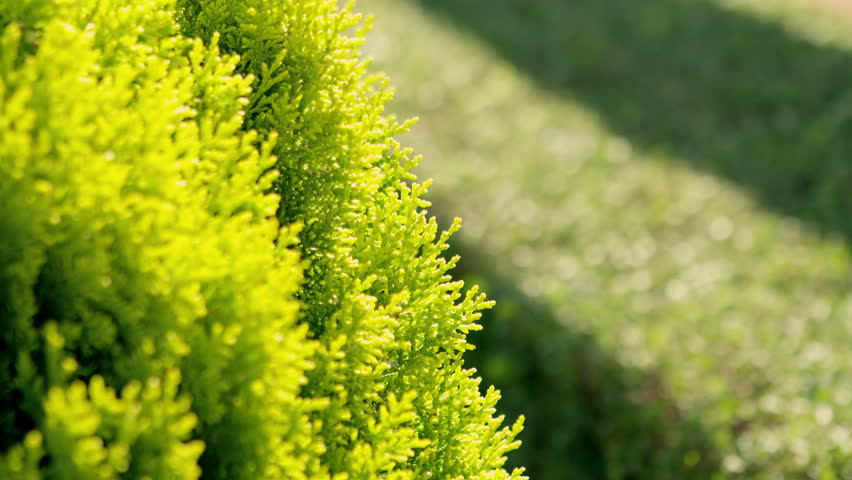 Thuja - ornamental tree