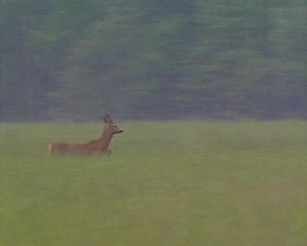 Roe gallops through high grass meadow. Natural life in wild.