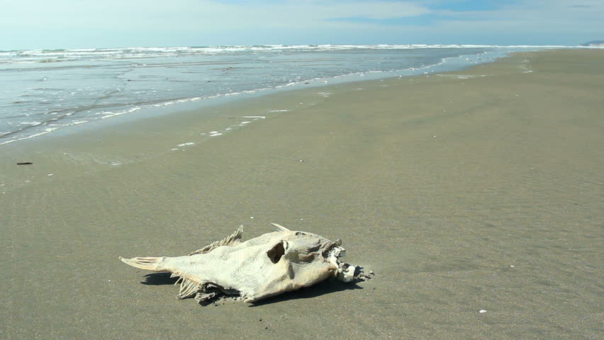 Dead fish on a beach on the Pacific coast of Ecuador