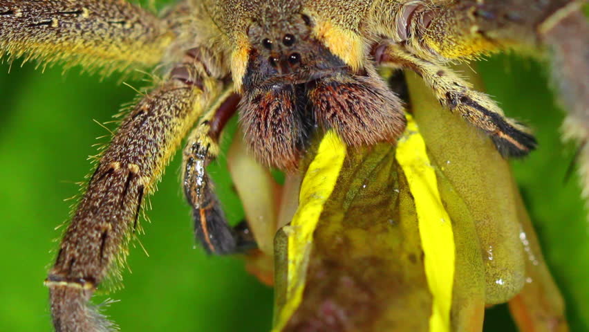 Venomous wandering spider (Phoneutria fera) feeding on a tree frog (Dendropsophus bifurcus) above a rainforest pool in Ecuador.